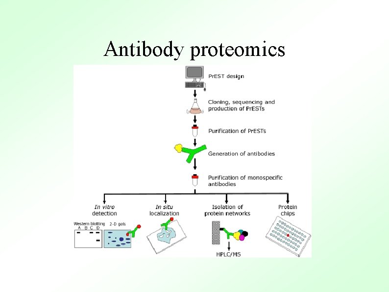 Antibody proteomics 