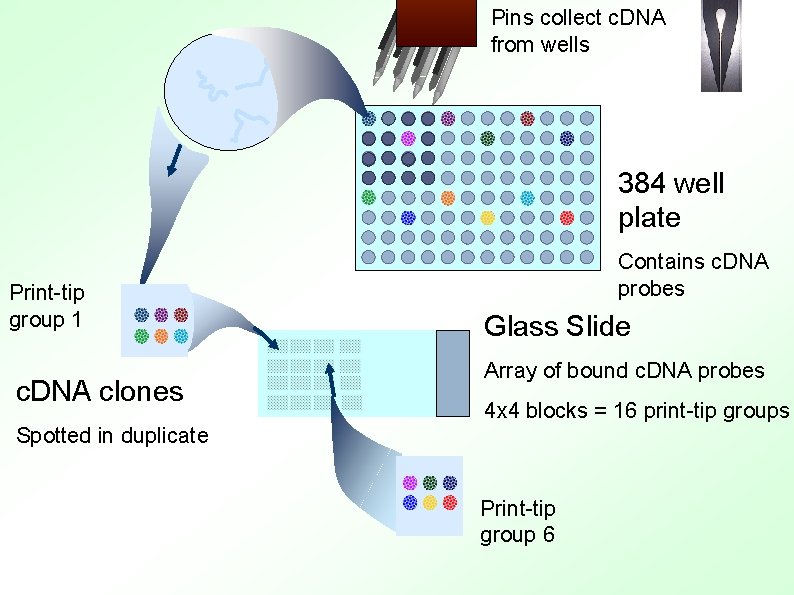 Pins collect c. DNA from wells 384 well plate Print-tip group 1 c. DNA