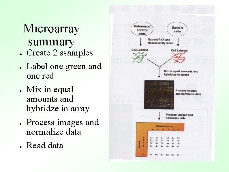 Microarray summary ● ● ● Create 2 ssamples Label one green and one red