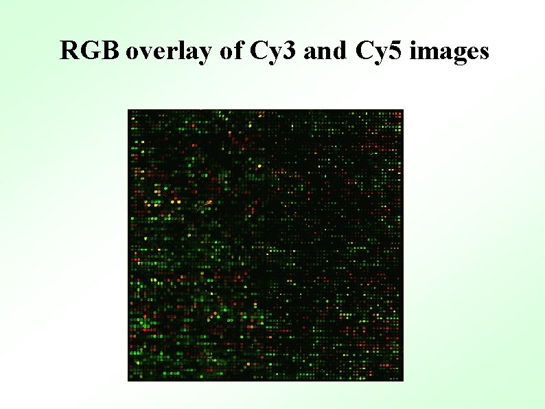 RGB overlay of Cy 3 and Cy 5 images 