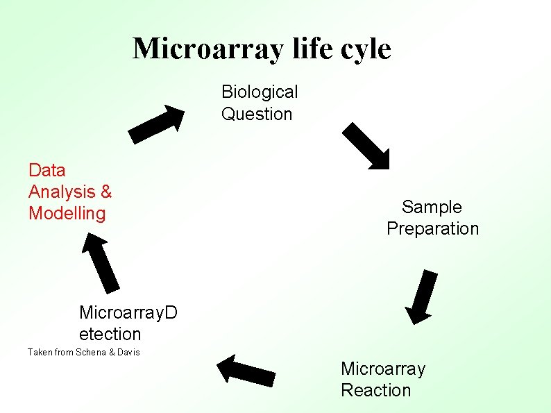 Microarray life cyle Biological Question Data Analysis & Modelling Sample Preparation Microarray. D etection