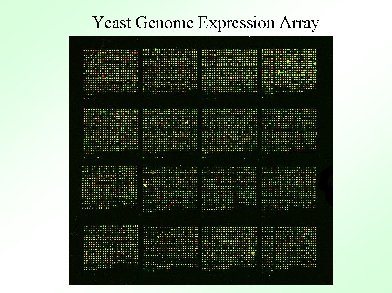 Yeast Genome Expression Array 