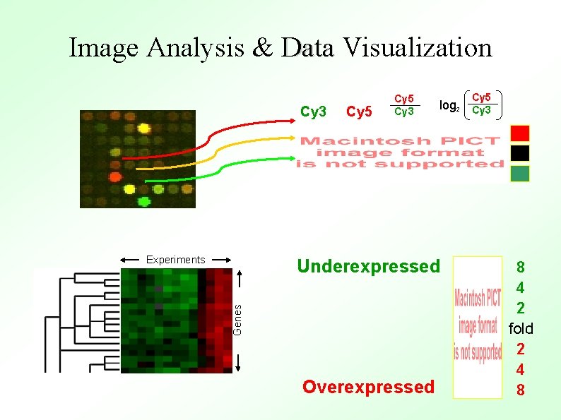 Image Analysis & Data Visualization Cy 3 Experiments Cy 5 Cy 3 Genes Underexpressed