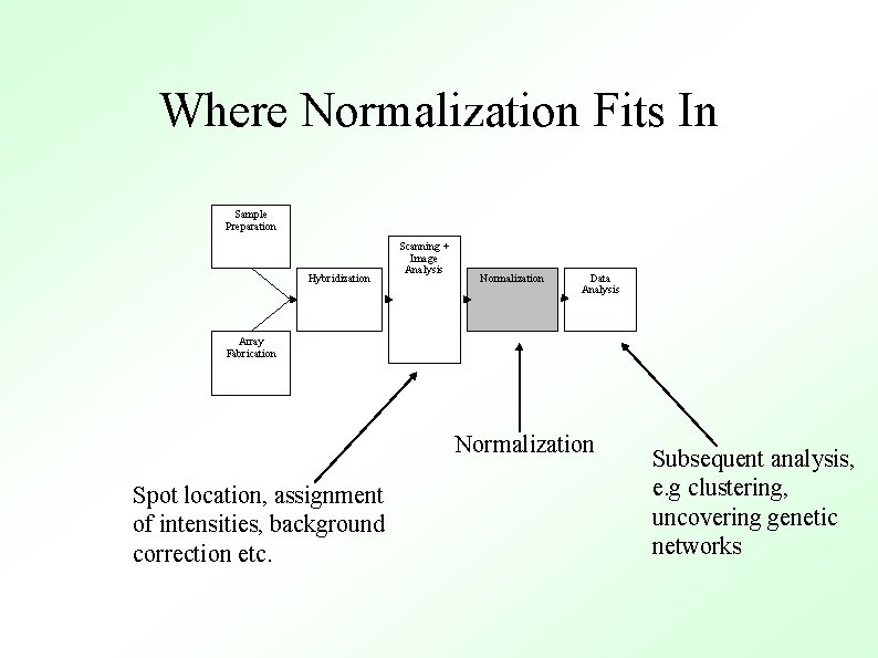 Where Normalization Fits In Sample Preparation Hybridization Scanning + Image Analysis Normalization Data Analysis