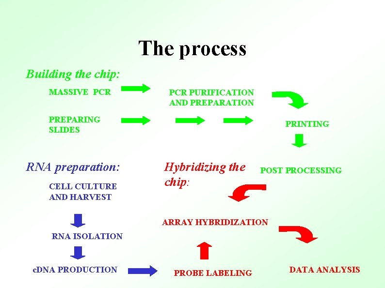 The process Building the chip: MASSIVE PCR PURIFICATION AND PREPARATION PREPARING SLIDES RNA preparation: