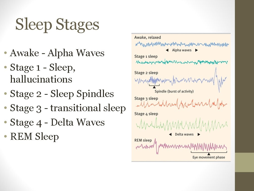 Sleep Stages • Awake - Alpha Waves • Stage 1 - Sleep, hallucinations •