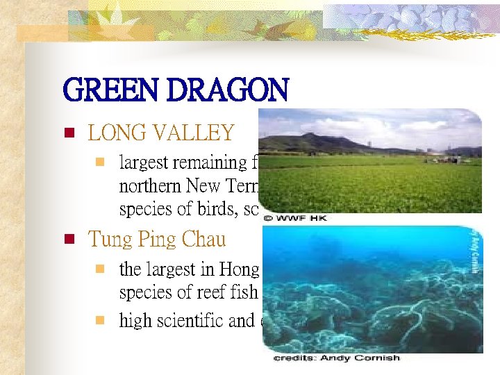 GREEN DRAGON n LONG VALLEY largest remaining freshwater wetland in the northern New Territories