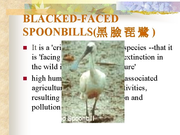 BLACKED-FACED SPOONBILLS(黑 臉 琵 鷺 ) n n It is a 'critically endangered' species