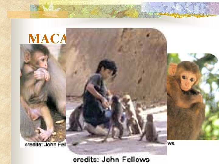 MACAQUES(獼 猴) n n The overall population macaques, around 800 in 1992, is