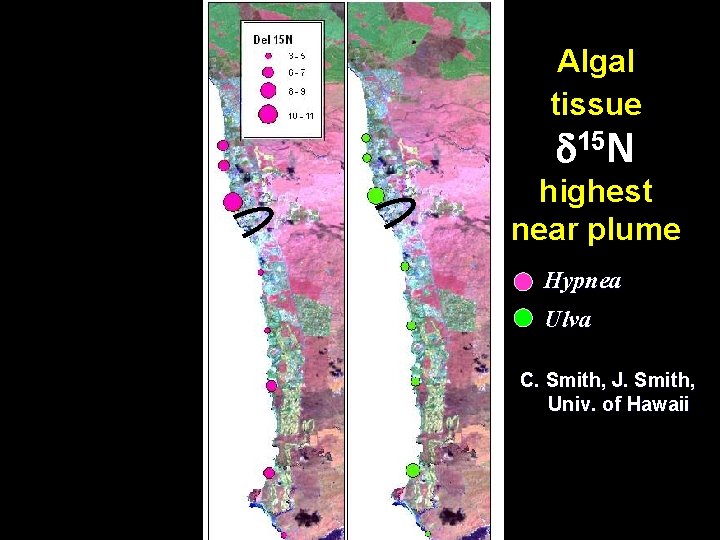 Algal tissue d 15 N highest near plume Hypnea Ulva C. Smith, J. Smith,