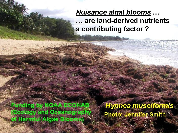 Nuisance algal blooms … … are land-derived nutrients a contributing factor ? Funding by