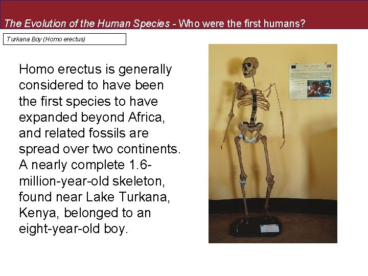 The Evolution of the Human Species - Who were the first humans? Turkana Boy