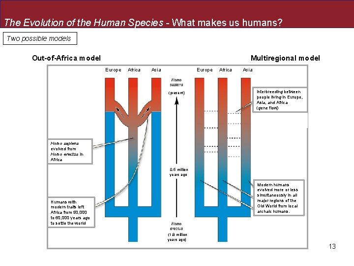 The Evolution of the Human Species - What makes us humans? Two possible models