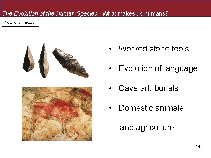 The Evolution of the Human Species - What makes us humans? Cultural evolution •