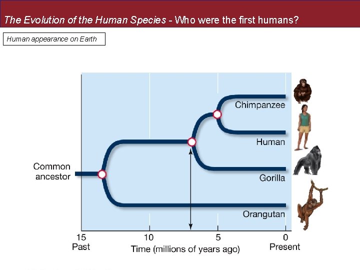 The Evolution of the Human Species - Who were the first humans? Human appearance