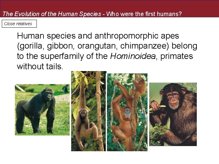 The Evolution of the Human Species - Who were the first humans? Close relatives