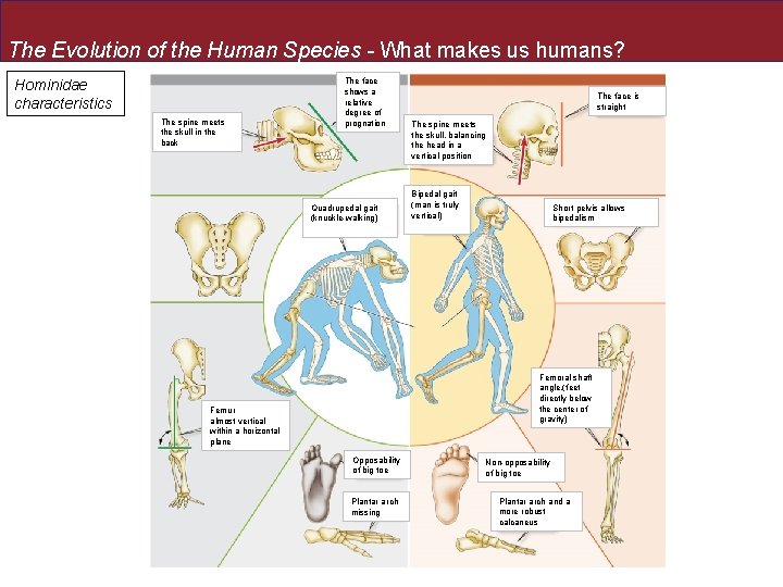 The Evolution of the Human Species - What makes us humans? Hominidae characteristics The