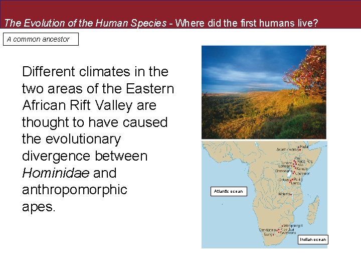 The Evolution of the Human Species - Where did the first humans live? A The Evolution of the Human Species - Where did the first humans live? A