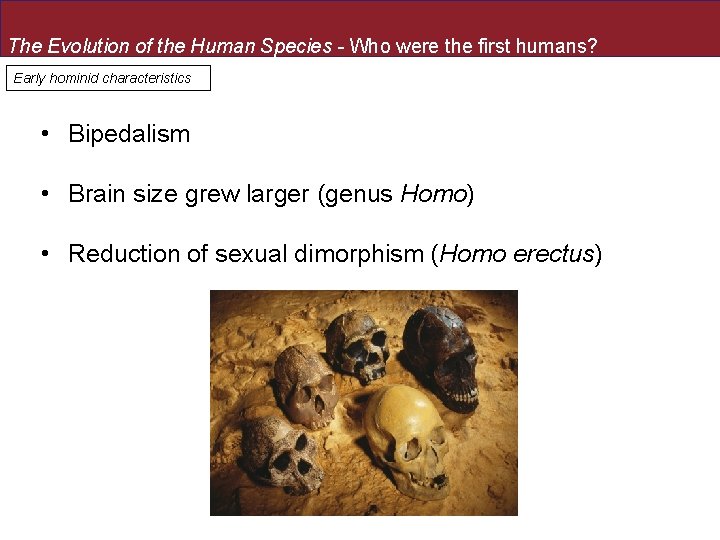 The Evolution of the Human Species - Who were the first humans? Early hominid