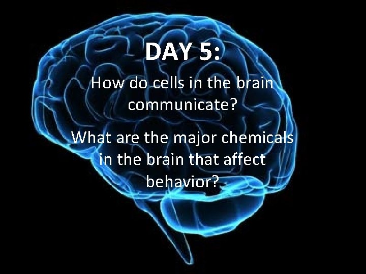 DAY 5: How do cells in the brain communicate? What are the major chemicals