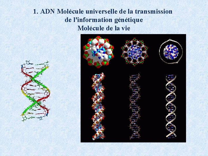 1. ADN Molécule universelle de la transmission de l'information génétique Molécule de la vie