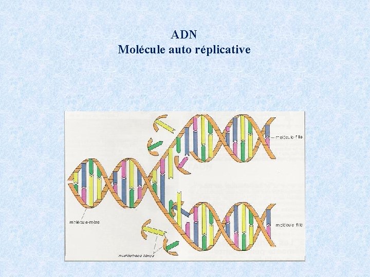 ADN Molécule auto réplicative 