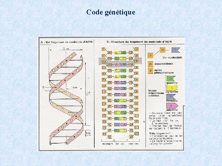 Code génétique 