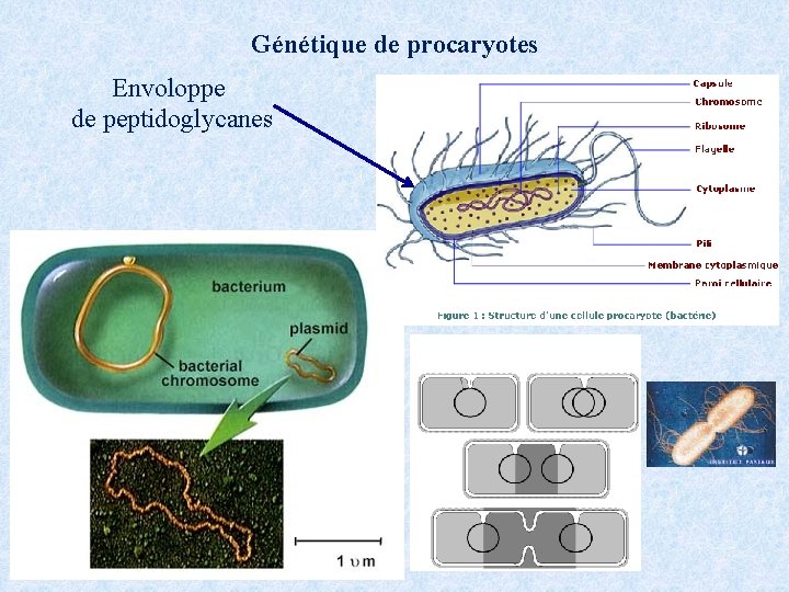 Génétique de procaryotes Envoloppe de peptidoglycanes 