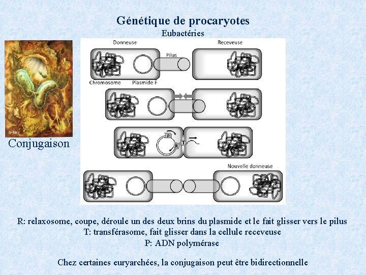 Génétique de procaryotes Eubactéries Conjugaison R: relaxosome, coupe, déroule un des deux brins du