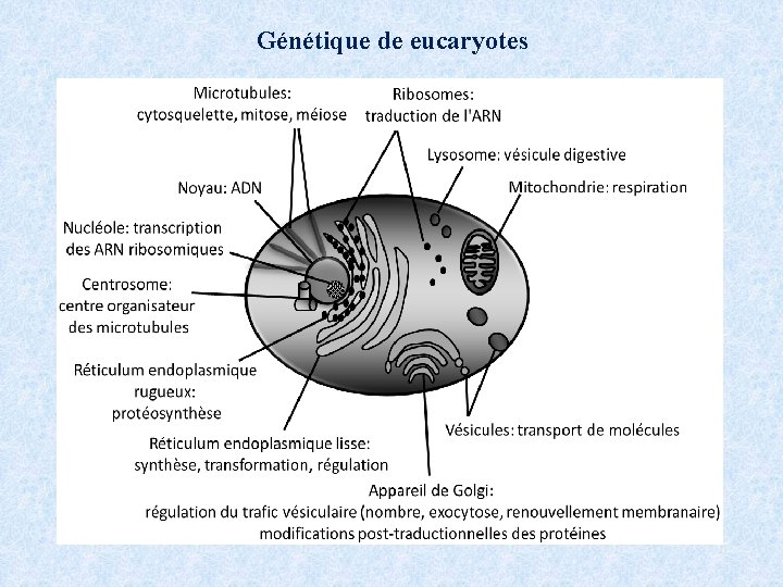 Génétique de eucaryotes 