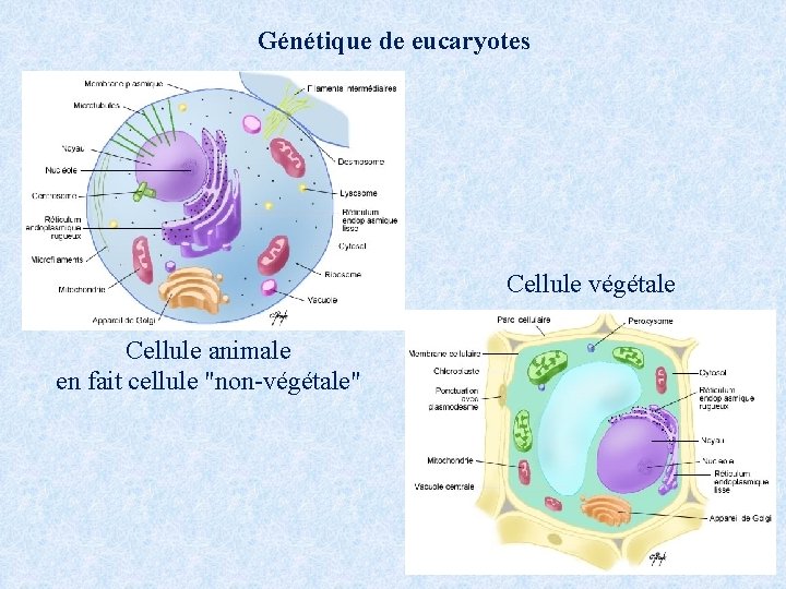 Génétique de eucaryotes Cellule végétale Cellule animale en fait cellule "non-végétale" 