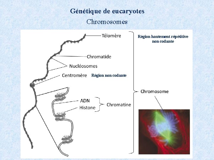 Génétique de eucaryotes Chromosomes Région hautement répétitive non codante Région non codante 