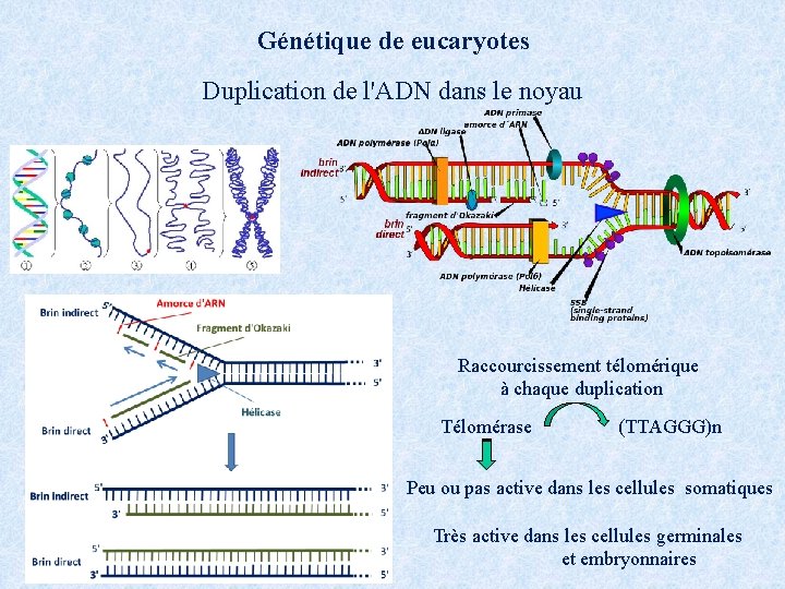 Génétique de eucaryotes Duplication de l'ADN dans le noyau Raccourcissement télomérique à chaque duplication