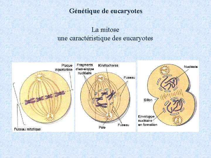 Génétique de eucaryotes La mitose une caractéristique des eucaryotes 