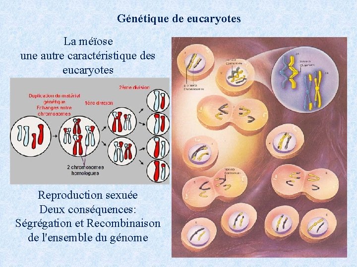 Génétique de eucaryotes La méïose une autre caractéristique des eucaryotes Reproduction sexuée Deux conséquences:
