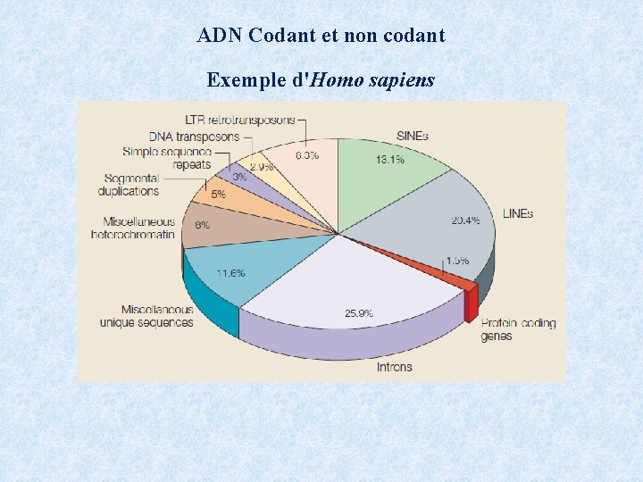 ADN Codant et non codant Exemple d'Homo sapiens 