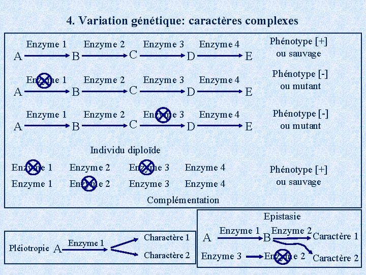 4. Variation génétique: caractères complexes A A A Enzyme 1 B B B Enzyme