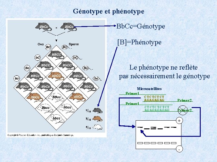 Génotype et phénotype Bb. Cc=Génotype [B]=Phénotype Le phénotype ne reflète pas nécessairement le génotype