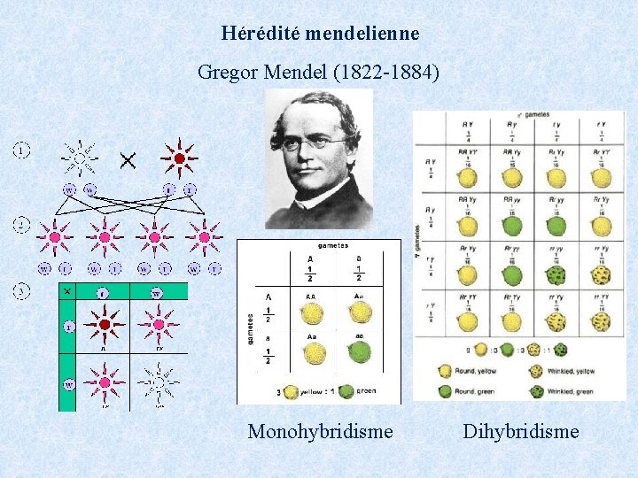 Hérédité mendelienne Gregor Mendel (1822 -1884) Monohybridisme Dihybridisme 