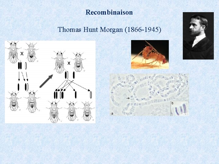 Recombinaison Thomas Hunt Morgan (1866 -1945) 
