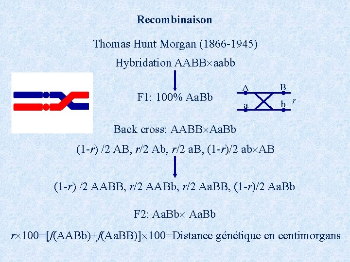 Recombinaison Thomas Hunt Morgan (1866 -1945) Hybridation AABB aabb F 1: 100% Aa. Bb