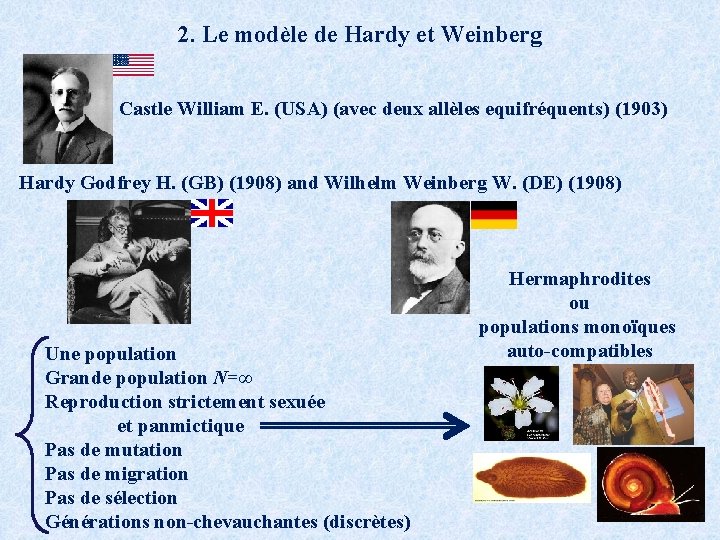 2. Le modèle de Hardy et Weinberg Castle William E. (USA) (avec deux allèles