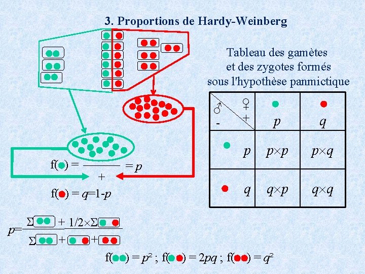 3. Proportions de Hardy-Weinberg Tableau des gamètes et des zygotes formés sous l'hypothèse panmictique