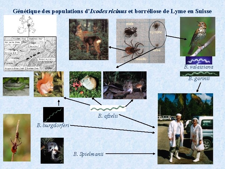 Génétique des populations d'Ixodes ricinus et borréliose de Lyme en Suisse B. valaisiana B.