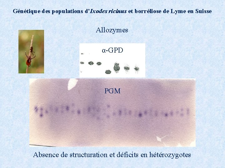 Génétique des populations d'Ixodes ricinus et borréliose de Lyme en Suisse Allozymes α-GPD PGM