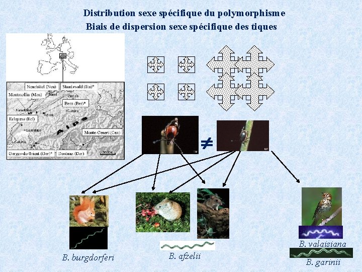 Distribution sexe spécifique du polymorphisme Biais de dispersion sexe spécifique des tiques B. valaisiana