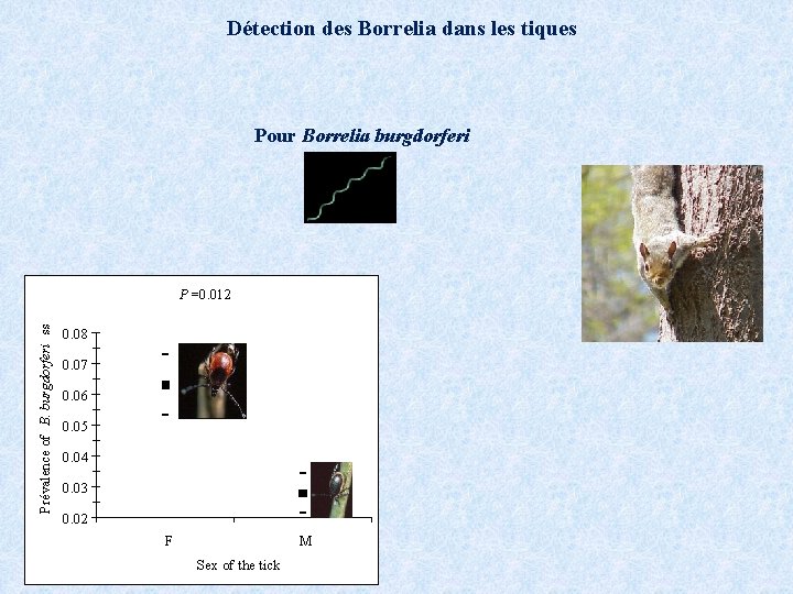 Détection des Borrelia dans les tiques Pour Borrelia burgdorferi Prévalence of B. burgdorferi ss