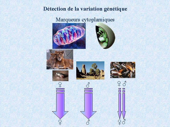 Détection de la variation génétique Marqueurs cytoplamiques ♀ ♂ ♀♂ 