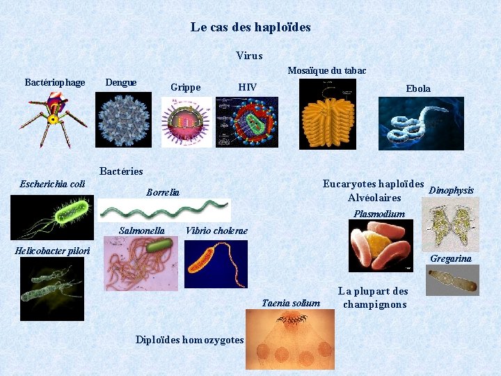 Le cas des haploïdes Virus Mosaïque du tabac Bactériophage Dengue Grippe HIV Ebola Bactéries