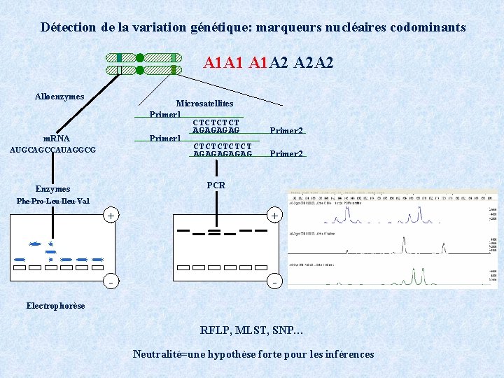 Détection de la variation génétique: marqueurs nucléaires codominants A 1 A 1 A 1